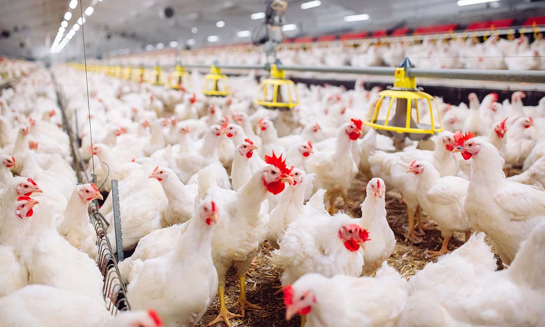 Poultry Farming